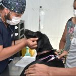 Botucatu: Prefeitura promove mutirão de castração gratuita para cães