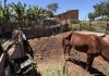 Cavalo em estado crítico e aves silvestres em gaiolas são encontrados em casa de Botucatu