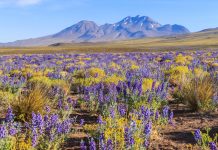 KAYAK revela 5 destinos com eventos naturais para ir em 2026