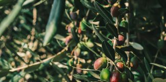 Produtores de azeitonas na Califórnia atuam sob modelo de autogestão industrial