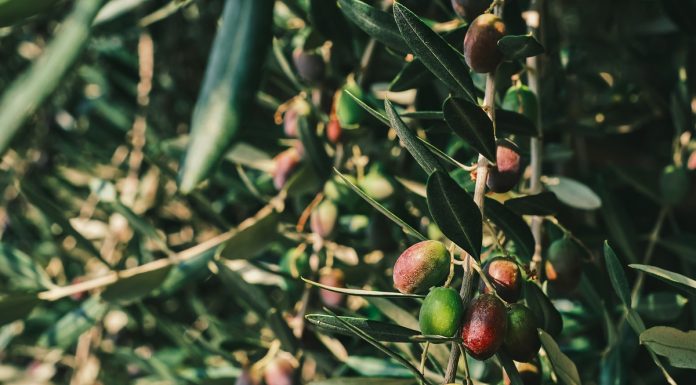 Produtores de azeitonas na Califórnia atuam sob modelo de autogestão industrial Produtores de azeitonas na Califórnia atuam sob modelo de autogestão industrial