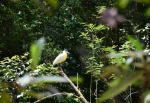 Originals é lançada como veículo escalável para restauração Originals é lançada como veículo escalável para restauração