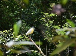 Originals é lançada como veículo escalável para restauração