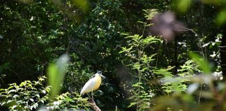 Originals é lançada como veículo escalável para restauração