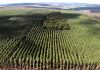 Setor florestal avança em MG e projeta ciclo 2026-2030