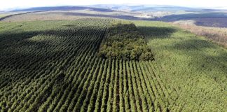 Setor florestal avança em MG e projeta ciclo 2026-2030