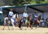 Cavalo da raça Mangalarga estreia na Agrishow
