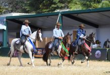 Cavalo da raça Mangalarga estreia na Agrishow