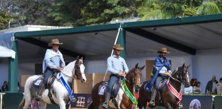Cavalo da raça Mangalarga estreia na Agrishow