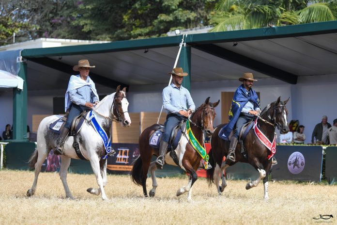 Cavalo da raça Mangalarga estreia na Agrishow
