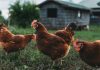 Exportação de frango reforça cadeia de nutrição