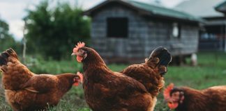 Exportação de frango reforça cadeia de nutrição