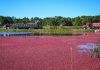 Cranberries impulsionam a cultura alimentar norte-americana