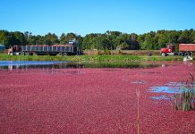 Cranberries impulsionam a cultura alimentar norte-americana