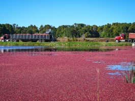 Cranberries impulsionam a cultura alimentar norte-americana