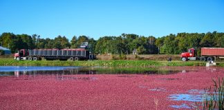 Cranberries impulsionam a cultura alimentar norte-americana