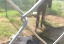 Vídeo em canil municipal gera repercussão em Botucatu após morte de cão