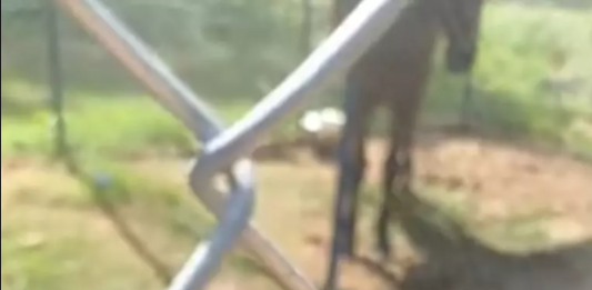 Vídeo em canil municipal gera repercussão em Botucatu após morte de cão