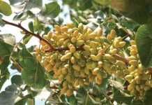 História das azeitonas revela aprimoramento na produção