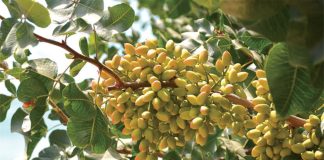 História das azeitonas revela aprimoramento na produção