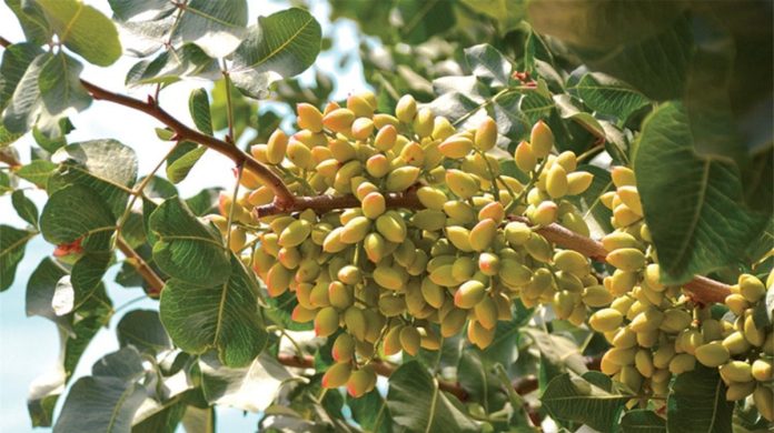 História das azeitonas revela aprimoramento na produção História das azeitonas revela aprimoramento na produção