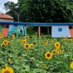 Girassóis florescem em rotatória do Parque Municipal e transformam paisagem em Botucatu