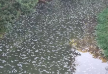 Botucatu: Erosão danifica tubulação de esgoto e espuma atinge o Rio Lavapés