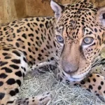 Botucatu realiza procedimento inédito em onça-pintada no Brasil