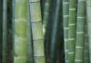 Bambu reúne propriedades que ampliam seu uso no lar Bambu reúne propriedades que ampliam seu uso no lar