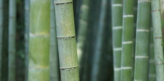 Bambu reúne propriedades que ampliam seu uso no lar