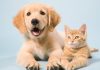Abandono de animais é crime e segue em alta no Brasil