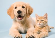 Abandono de animais é crime e segue em alta no Brasil