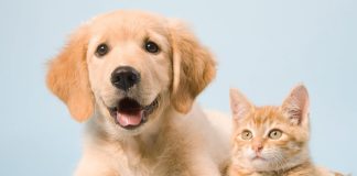 Abandono de animais é crime e segue em alta no Brasil