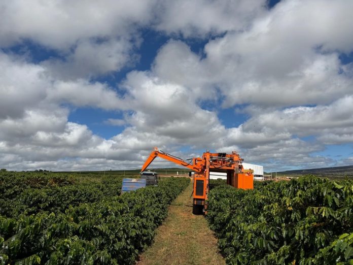 Colheita recorde marca avanço do café no Norte de Minas