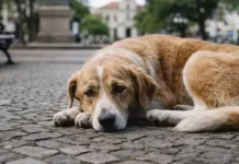 Botucatu aprova Programa Cão Comunitário para cães sem tutor definido