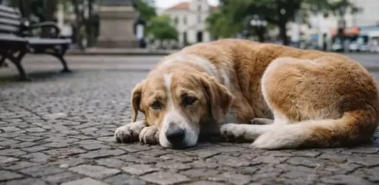 Botucatu aprova Programa Cão Comunitário para cães sem tutor definido