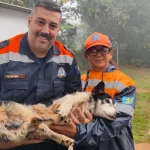 Cachorro idoso e com deficiência visual é resgatado de córrego em Botucatu