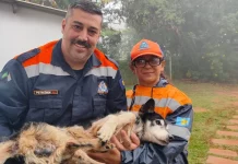 Cachorro idoso e com deficiência visual é resgatado de córrego em Botucatu