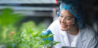 Cannabis medicinal amplia debate industrial no Brasil
