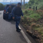 Botucatu: Jaguatirica é encontrada morta após atropelamento na Rodovia Alcides Soares