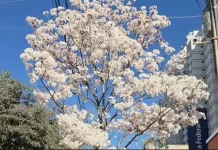 Florada dos ipês colore Botucatu a poucas semanas da chegada do inverno