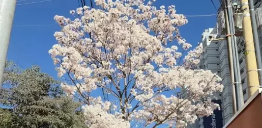 Florada dos ipês colore Botucatu a poucas semanas da chegada do inverno