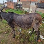 Idoso é investigado após mula ser encontrada em situação de maus-tratos em Botucatu