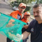 Defesa Civil resgata pintinho que caiu em bueiro no Centro de Botucatu
