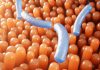 Importância do sistema imunológico para a vida humana Importância do sistema imunológico para a vida humana