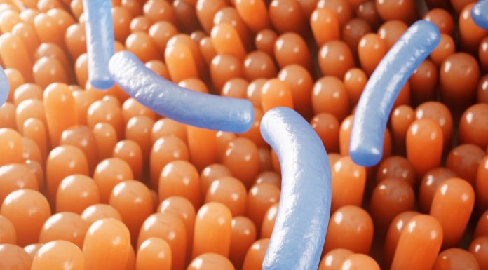 Importância do sistema imunológico para a vida humana