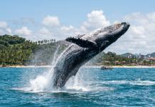 Ilhéus atrai turistas na temporada das jubartes