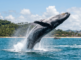 Ilhéus atrai turistas na temporada das jubartes