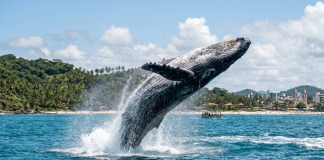 Ilhéus atrai turistas na temporada das jubartes