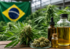 Brasil debate custos da cannabis medicinal